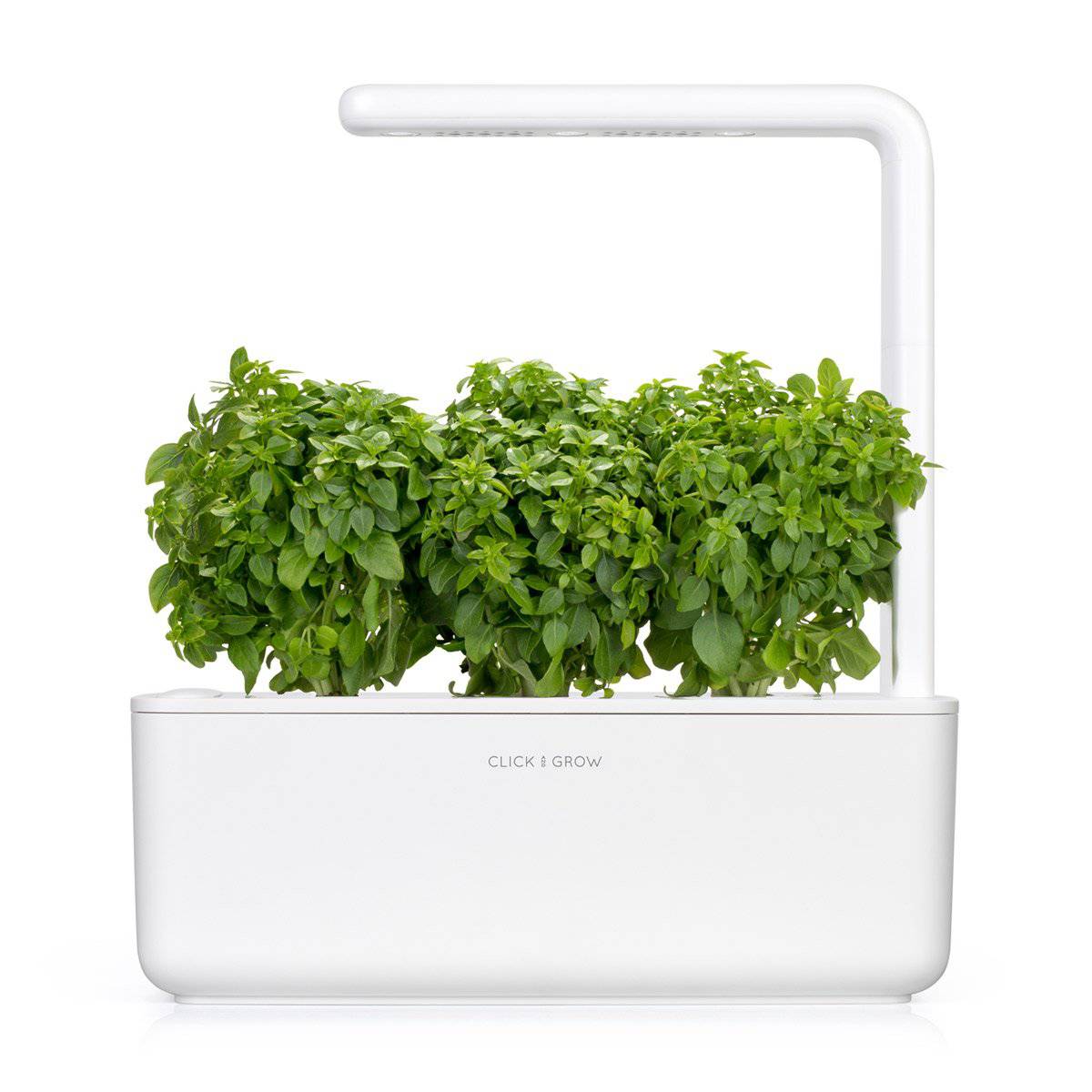 1200x1200_dwarf_basil