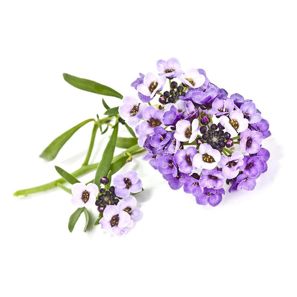 Sweet_Alyssum_plant_1200x960_992f438c-c194-4a2a-baee-766c3fdbef3f_1200x