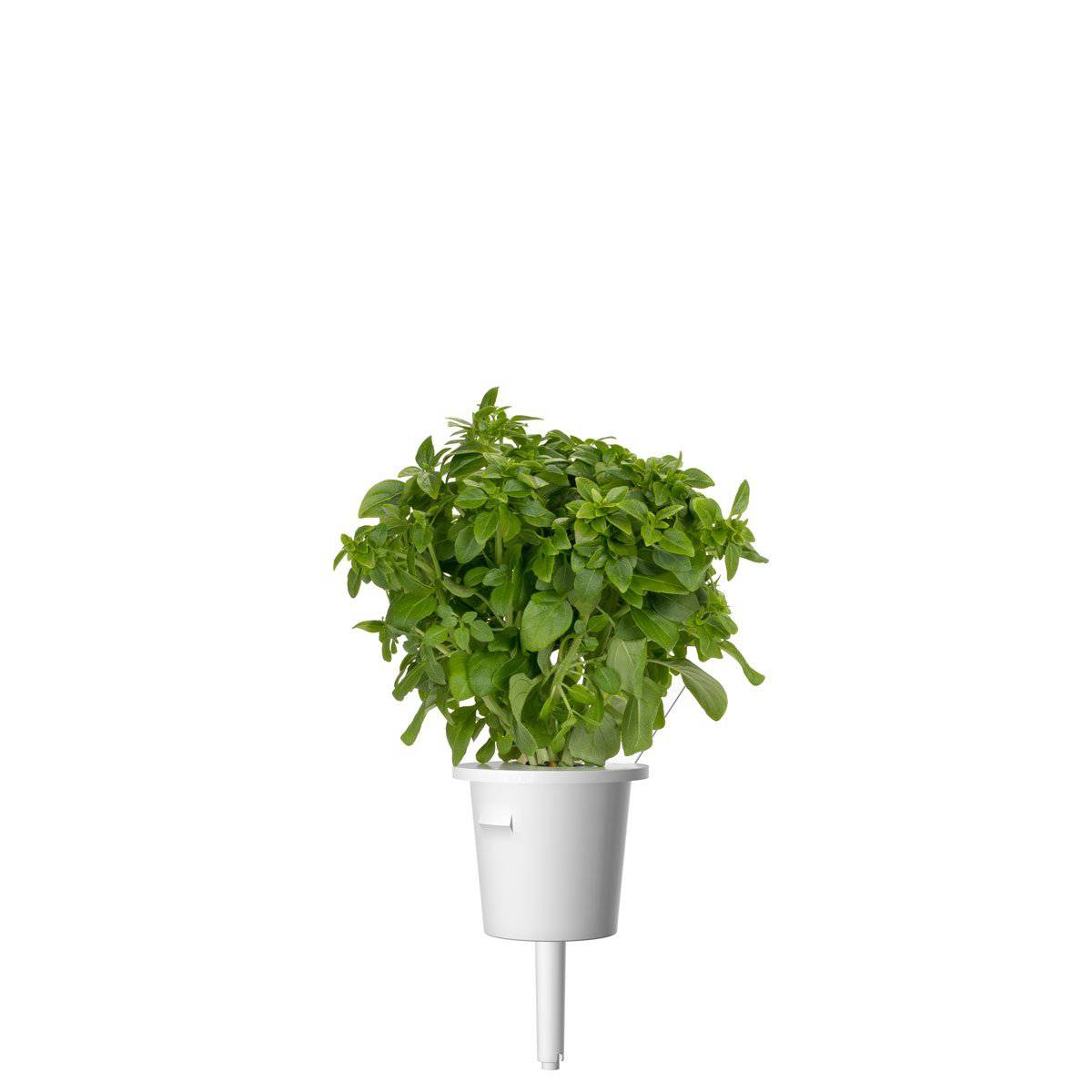 plant_pod_1200x1200_dwarf_basil