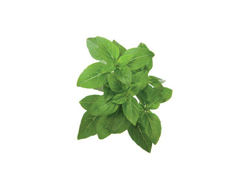 refill_0028_dwarf_basil