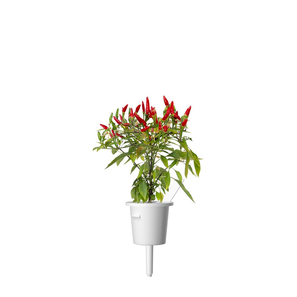 Piri-Piri-Single-1200x1200_149fdd2c-125d-4d0d-b96f-d63492f9371d_1200x